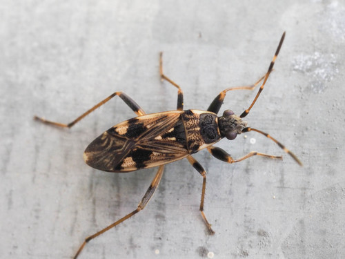 Beosus maritimus (Scopoli, 1763)