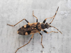 Coastal groundbug