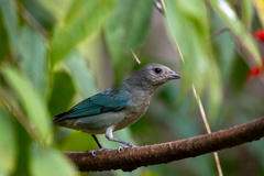 Thraupis sayaca