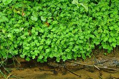 Chrysosplenium oppositifolium