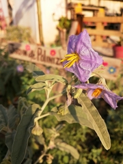 Solanum elaeagnifolium