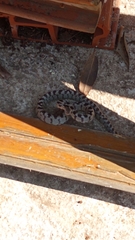 Telescopus fallax fallax