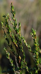 Cliffortia erectisepala