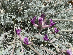 Astragalus leucolobus