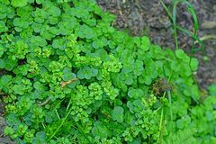Chrysosplenium oppositifolium