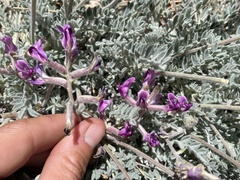 Astragalus leucolobus
