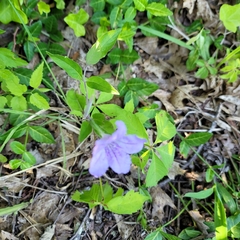 Ruellia purshiana