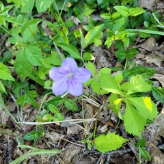 Ruellia purshiana