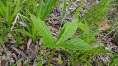 Brachybotrys paridiformis