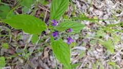 Brachybotrys paridiformis