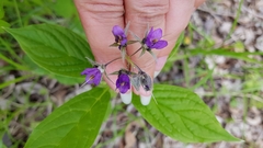 Brachybotrys paridiformis