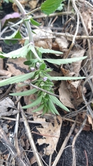 Dracocephalum thymiflorum