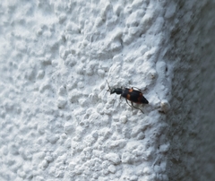 Anthocomus