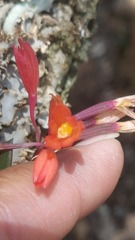 Alamania punicea