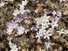 Leptosiphon breviculus