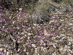 Leptosiphon breviculus