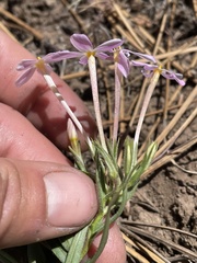 Phlox dolichantha