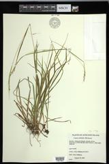 Carex debilis rudgei