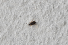 Hyalochilus ovatulus