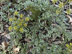 Tauschia parishii
