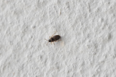 Hyalochilus ovatulus