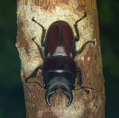 Serrognathus taurus taurus