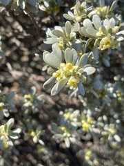 Thymelaea tartonraira