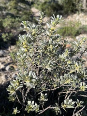 Thymelaea tartonraira