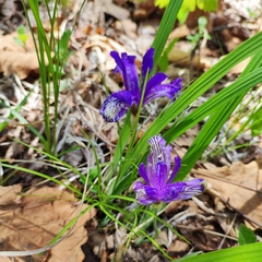 Iris uniflora