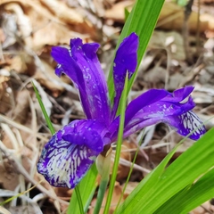 Iris uniflora