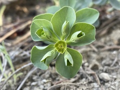 Euphorbia lurida