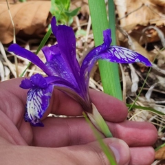 Iris uniflora