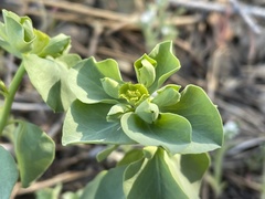 Euphorbia lurida