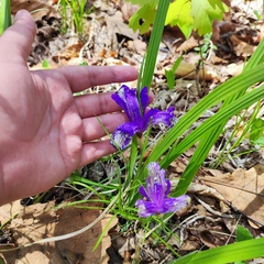 Iris uniflora