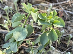 Euphorbia lurida