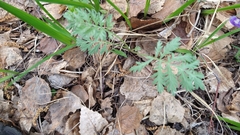 Artemisia tanacetifolia