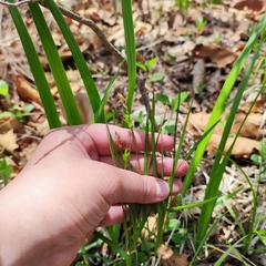 Carex longirostrata