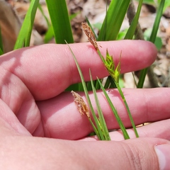 Carex longirostrata
