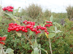 Solanum giganteum