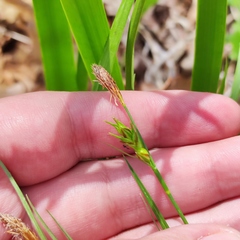 Carex longirostrata