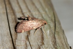 Hypsopygia intermedialis