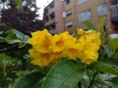 Tecoma stans