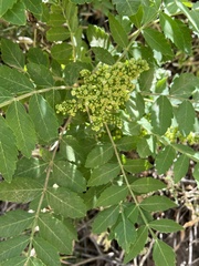 Rhus coriaria