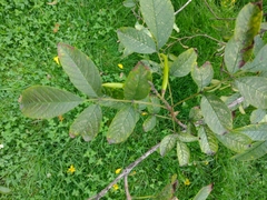 Tecoma stans