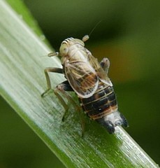 Dicranotropis hamata
