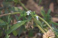 Leucas lavandulifolia