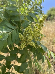 Rhus coriaria