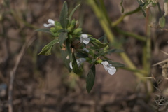 Leucas lavandulifolia