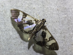 Desmia bajulalis