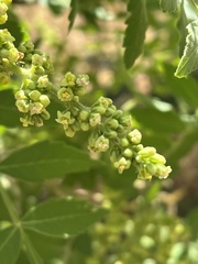 Rhus coriaria